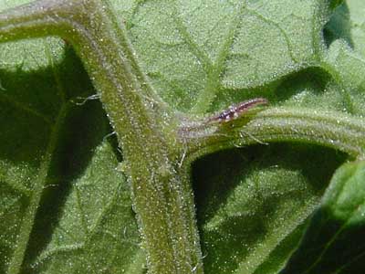 lacewing larva on the hunt