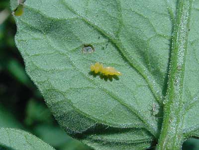 lady beetle eggs on underside of tomato leaf