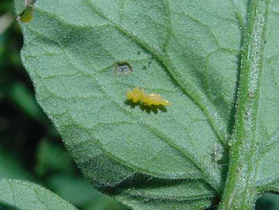 lady beetle egg cluster