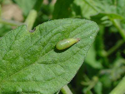 syrphid fly pupa on tomato leaf