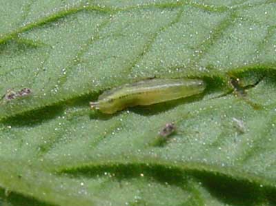 predaceous syrphid fly larva