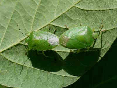 mating green stink bugs