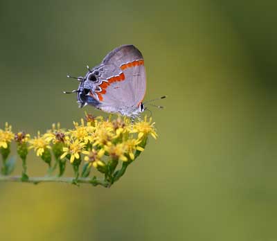 hairstreak butterfly