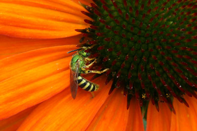 Halictid on Echinacea