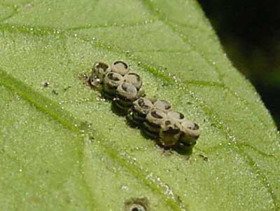 brown stink bug eggs; note similarity to Harlequin bug eggs, but Harlequin bug eggs are much more contrastingly banded and almost always on crucifer crops