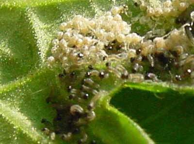 close-up of larvae hatching