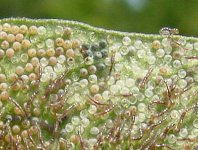 close-up of hatching armyworm larvae; note darkened parasitized eggs up top