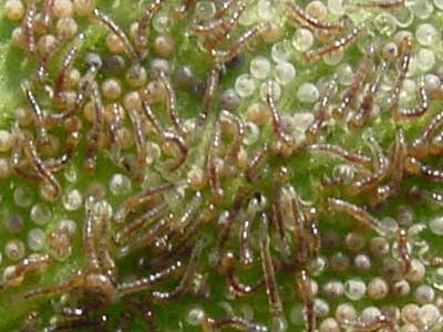 close-up of hatching armyworm larvae
