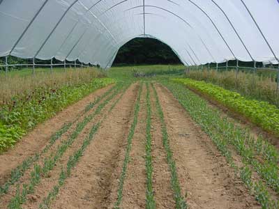 crops in Haygrove tunnels
