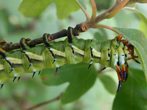 hickory horned devil