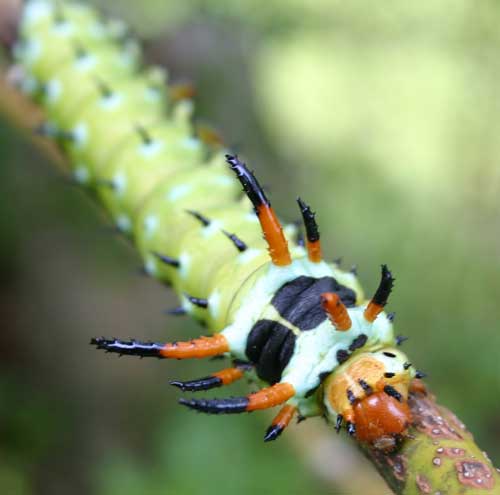 hickory horned devil