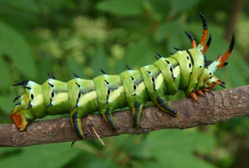 hickory horned devil