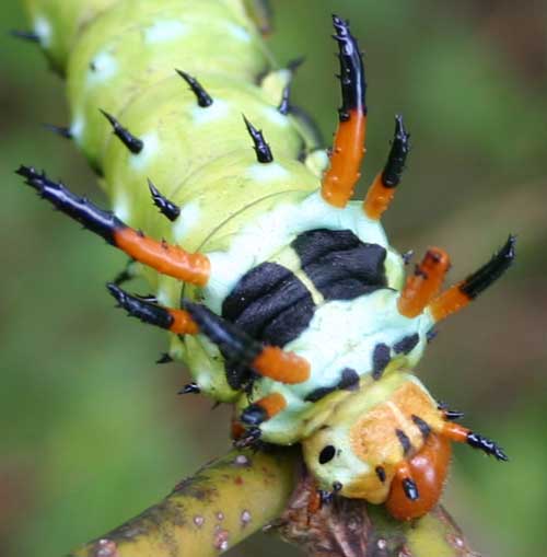 close-up of hickory horned devil