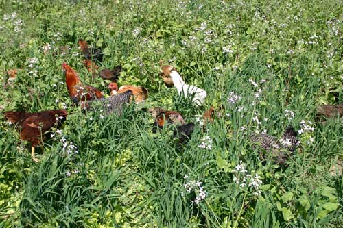 How many chickens in this photo?