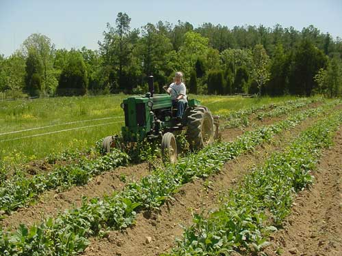 hilling potatoes