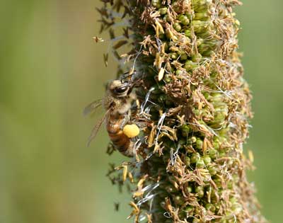 Honey bee on millet