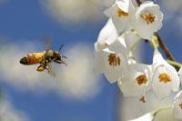 honey bee on silverbell