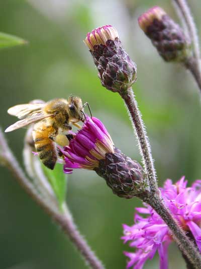 Honey bee on ironweed (Vernonia baldwinii)