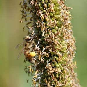 soldier beetles on Celosia