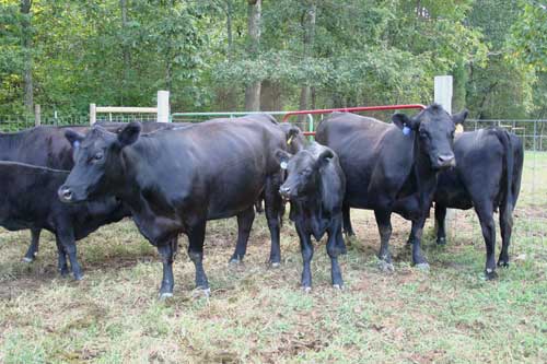 herd of cows and calves