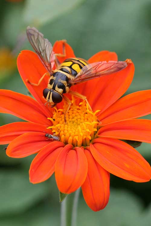 syrphid fly