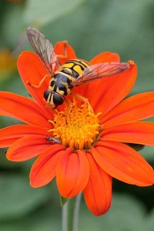 syrphid fly on Tithonia