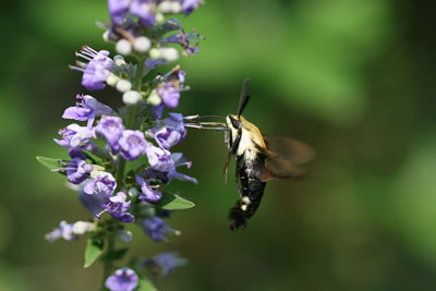 hummingbird moth