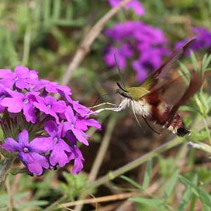 hummingbird moth on Verbena