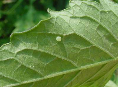 hornworm egg