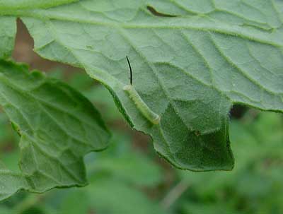 tomato hornworm larva