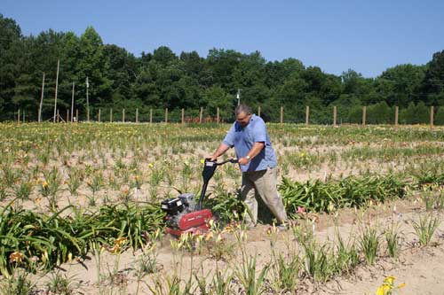 Jim cultivates between rows