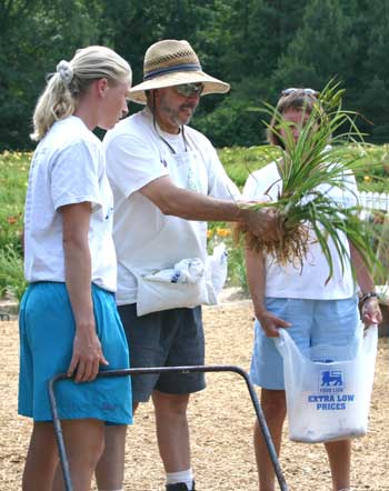 people looking at daylilies