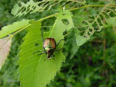 Japanese beetle on skeletonized leaf