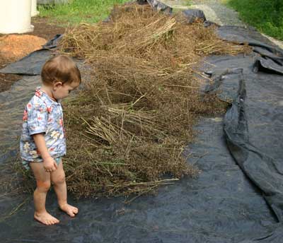 Co-op member Jasper checks out the drying oil seeds