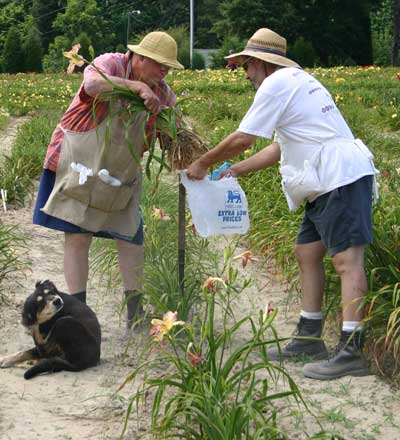 two men dig up a plant