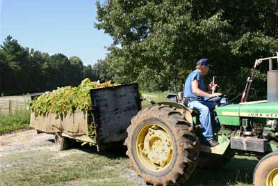 Jimmy brings in a load of freshly harvested tobacco leaf.