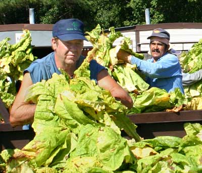 Jimmy prepares tobacco for curing.