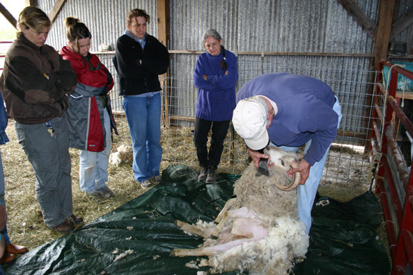 John Clouse demonstrates sheep shearing