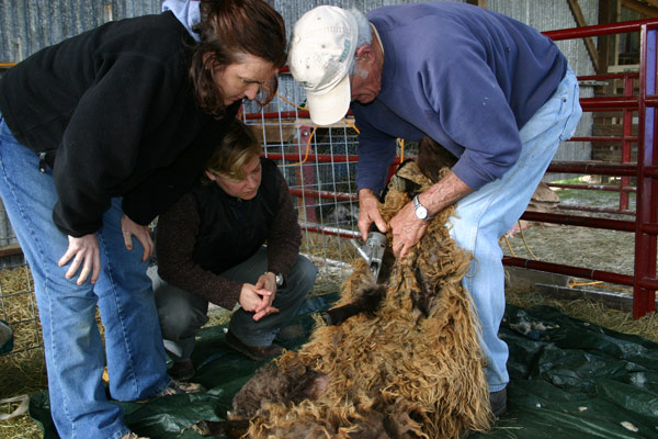 John Clouse demonstrates sheep shearing