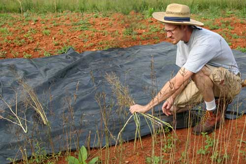 John Bonitz harvests mustard