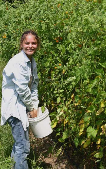 Kate harvests Sun Golds.