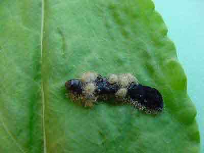 Fall armyworm ectoparasite (Euplectrus sp.)