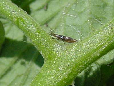 lacewing larva eating aphid