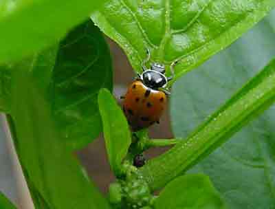 Lady beetle adult on greenhouse pepper