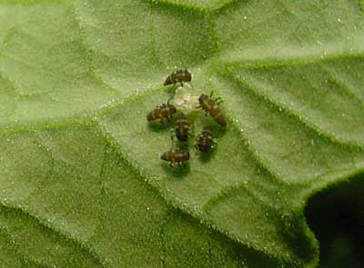 just-hatched lady beetle larvae gather around egg remnants