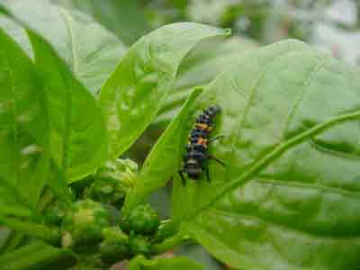 Predaceous lady beetle larva on greenhouse pepper