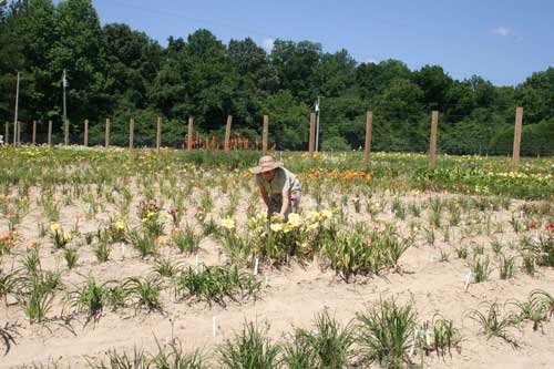 Lauri admires daylilies