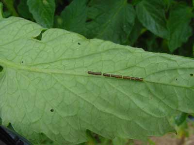 leaf-footed bug eggs on underside of tomato leaf