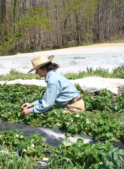 Leah Cook checks the strawberry crop