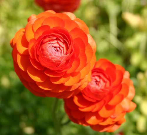 Close-up of Ranunculus